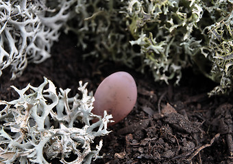 Image showing Rose quartz on forest floor