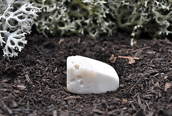 Image showing Magnesite on forest floor