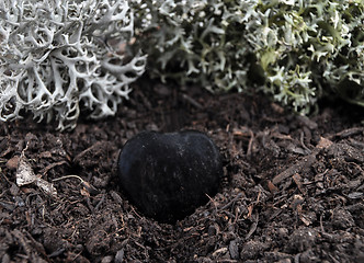 Image showing Obsidian on forest floor