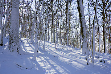 Image showing Winter forest in snow