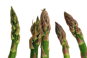 Image showing green asparagus isolated