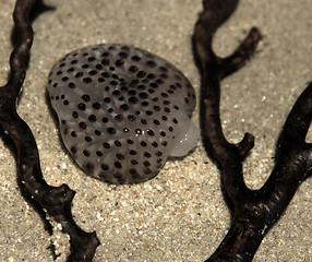 Image showing Ocean Life