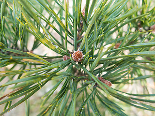 Image showing Pine needless