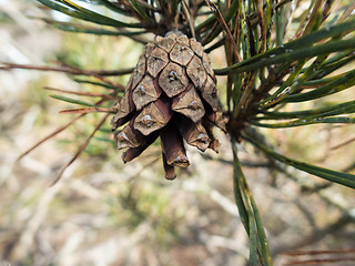 Image showing one pinecone