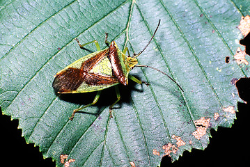 Image showing Hawthorne shieldbug on leaf. Acanthosoma haemorrhoidale.