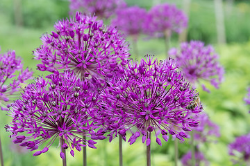 Image showing Purple Allium flower.