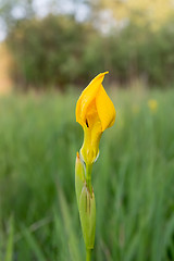 Image showing Yellow iris flower. 