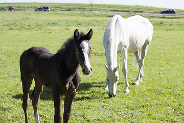 Image showing Foal with mare