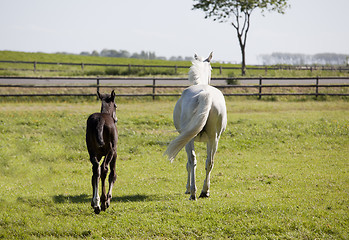 Image showing White mare with foal