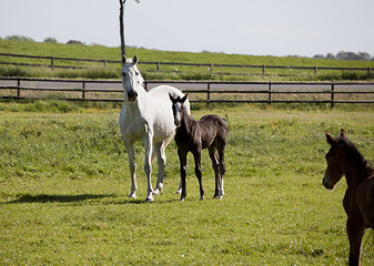 Image showing white mare with foal