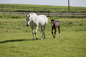 Image showing Mare and foal on pasture