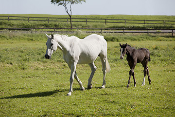 Image showing Mare with foal