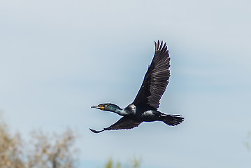 Image showing Double-crested Cormorant flying over water