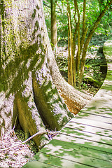 Image showing cypress forest and swamp of Congaree National Park in South Caro