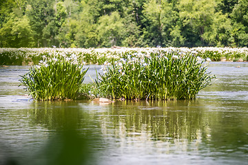 Image showing spider water lilies in landsford state park south carolina