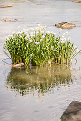 Image showing spider water lilies in landsford state park south carolina