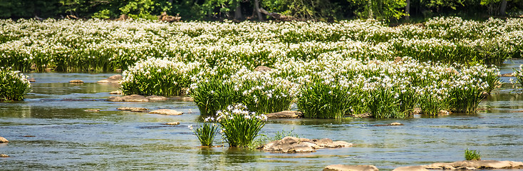 Image showing spider water lilies in landsford state park south carolina