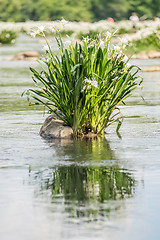 Image showing spider water lilies in landsford state park south carolina