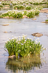 Image showing spider water lilies in landsford state park south carolina