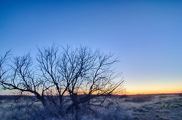 Image showing early morning with a lone tree branches in a new mexico desert