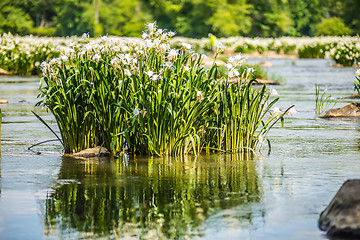 Image showing spider water lilies in landsford state park south carolina