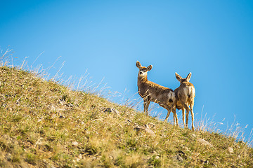 Image showing two young deer standing on top of hill