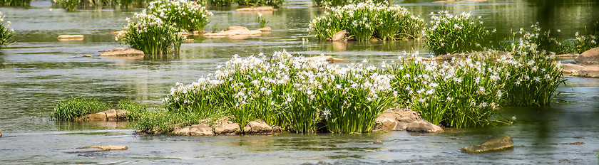 Image showing spider water lilies in landsford state park south carolina