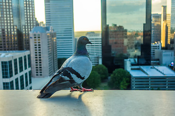 Image showing pigeon bird with city skyline in background