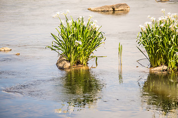 Image showing spider water lilies in landsford state park south carolina