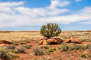 Image showing lone tree grwong between rocks in arizona desert