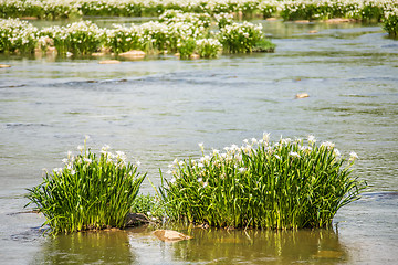 Image showing spider water lilies in landsford state park south carolina