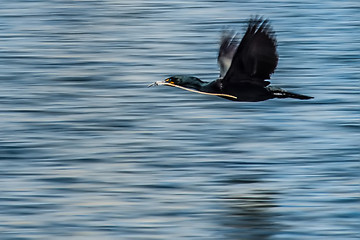 Image showing Double-crested Cormorant flying over water