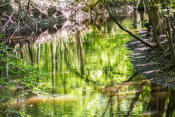 Image showing cypress forest and swamp of Congaree National Park in South Caro