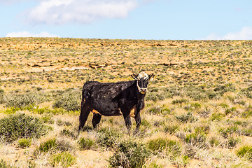 Image showing wild cow on canyonlands farm pasture in utah and arizona