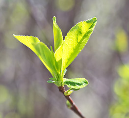Image showing apple leaves