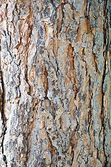 Image showing pine bark