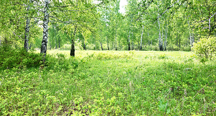 Image showing birch forest