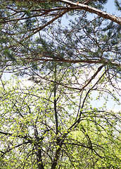 Image showing spring background