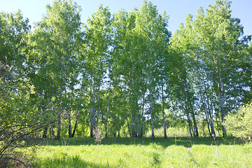 Image showing birch forest