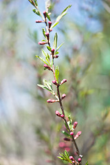 Image showing Russian almond