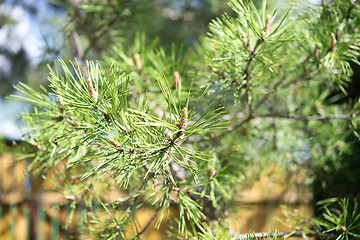 Image showing pine tree