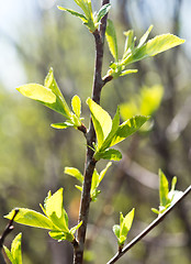 Image showing cherry leaves