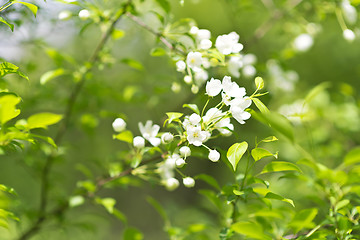 Image showing apple blossom