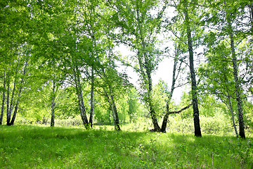 Image showing birch forest