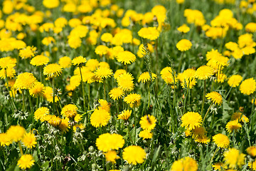 Image showing dandelions