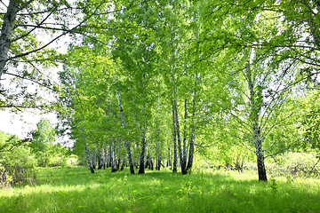 Image showing birch forest