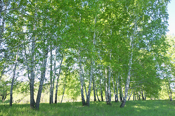 Image showing birch forest