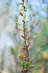 Image showing Russian almond