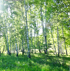 Image showing birch forest