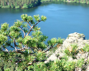 Image showing pine tree